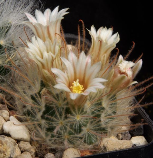 Mammillaria pennispinosa